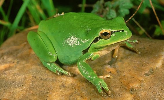 Una bellissima rana