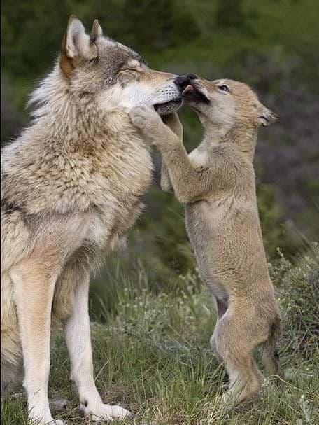 Sosterrò sempre la salvezza degli animali .... I LUPI cacciano per SOPRAVVIVERE! MENTRE L'UOMO per DIVERTIMENTO... Criminali? No ASSASSINI.