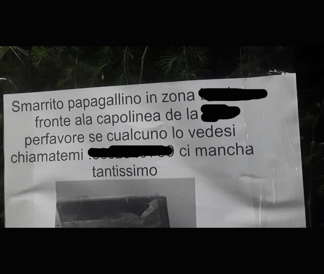 “ Smarrito “papagallino” “ ?