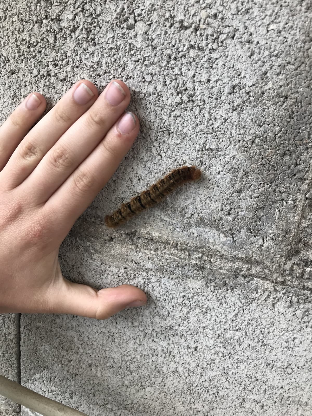 Ieri abbiamo strapiantato tipo 180 piantine, è stato bellissimo 