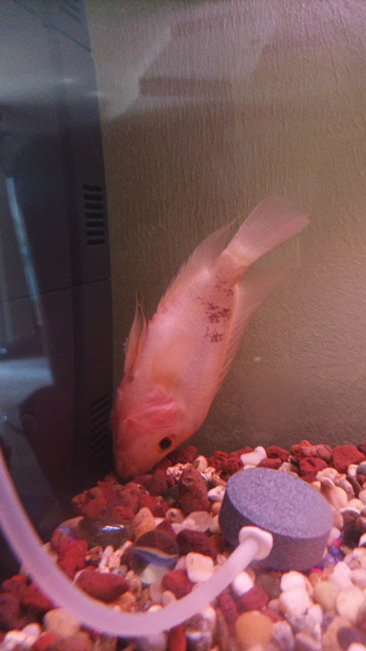 qualcuno sa dirmi il problema di questo astronotus (pesce oscar)?
da 2 o 3 giorni sta così,lo ho da oramai 3 anni,mai avuto problemi 