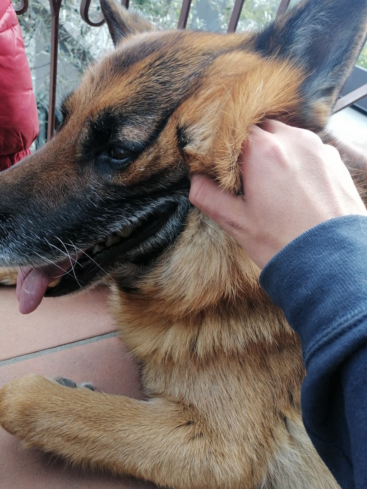 quando sei giù, pensa ai cani, loro sorridono. Sempre 