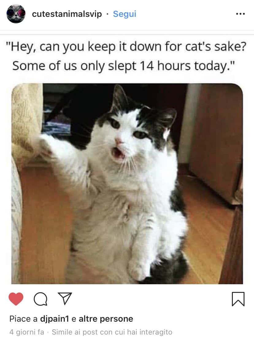 For cat’s sake!