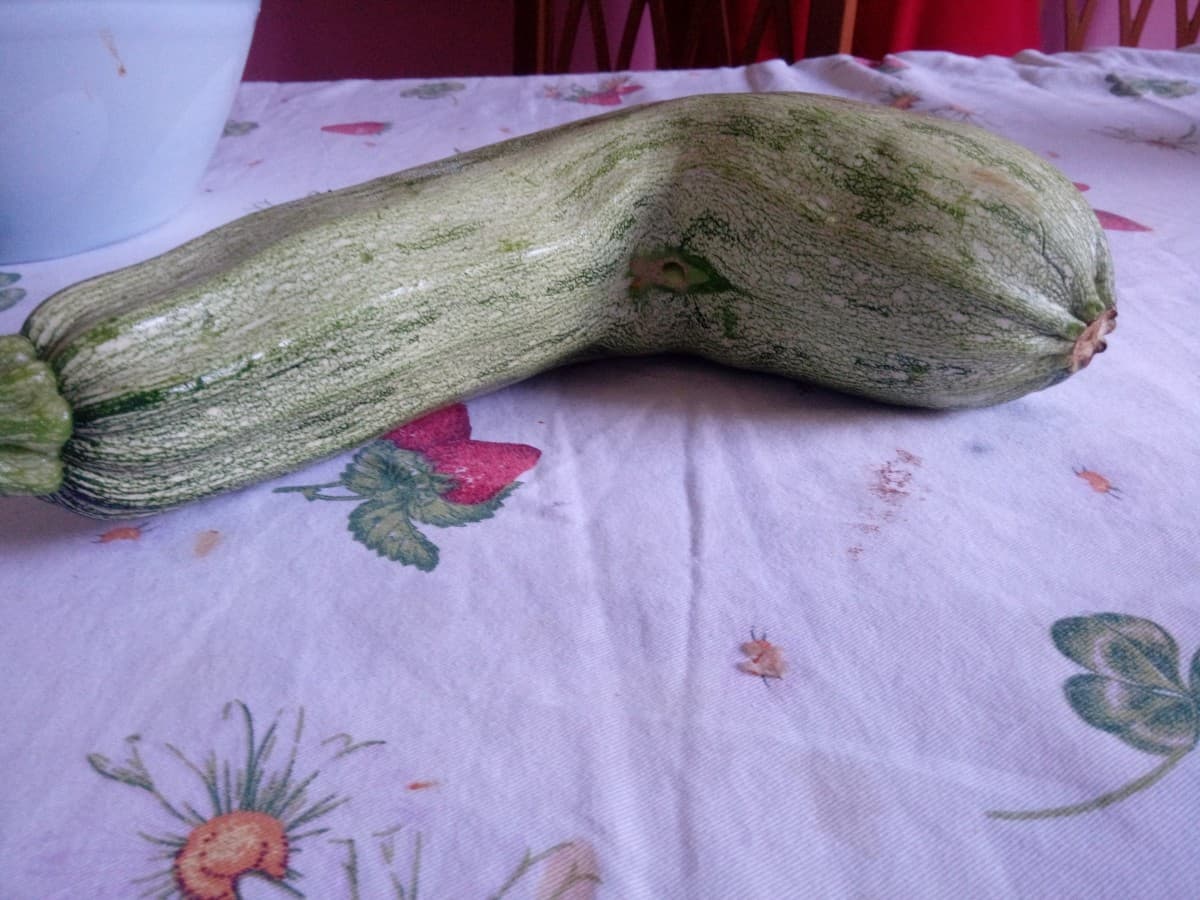 Zucchino gigante con cavità simpatica ? cosa vi sembra??