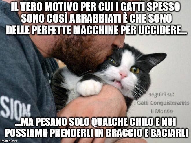 Ho un cane, ma vabbè ahaha 