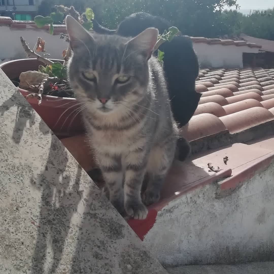 I miei bambini, mi stanno sempre vicini ❤️❤️ sono randagi perché non ho spazio in casa ma li ho salvati da una vita priva di amore 