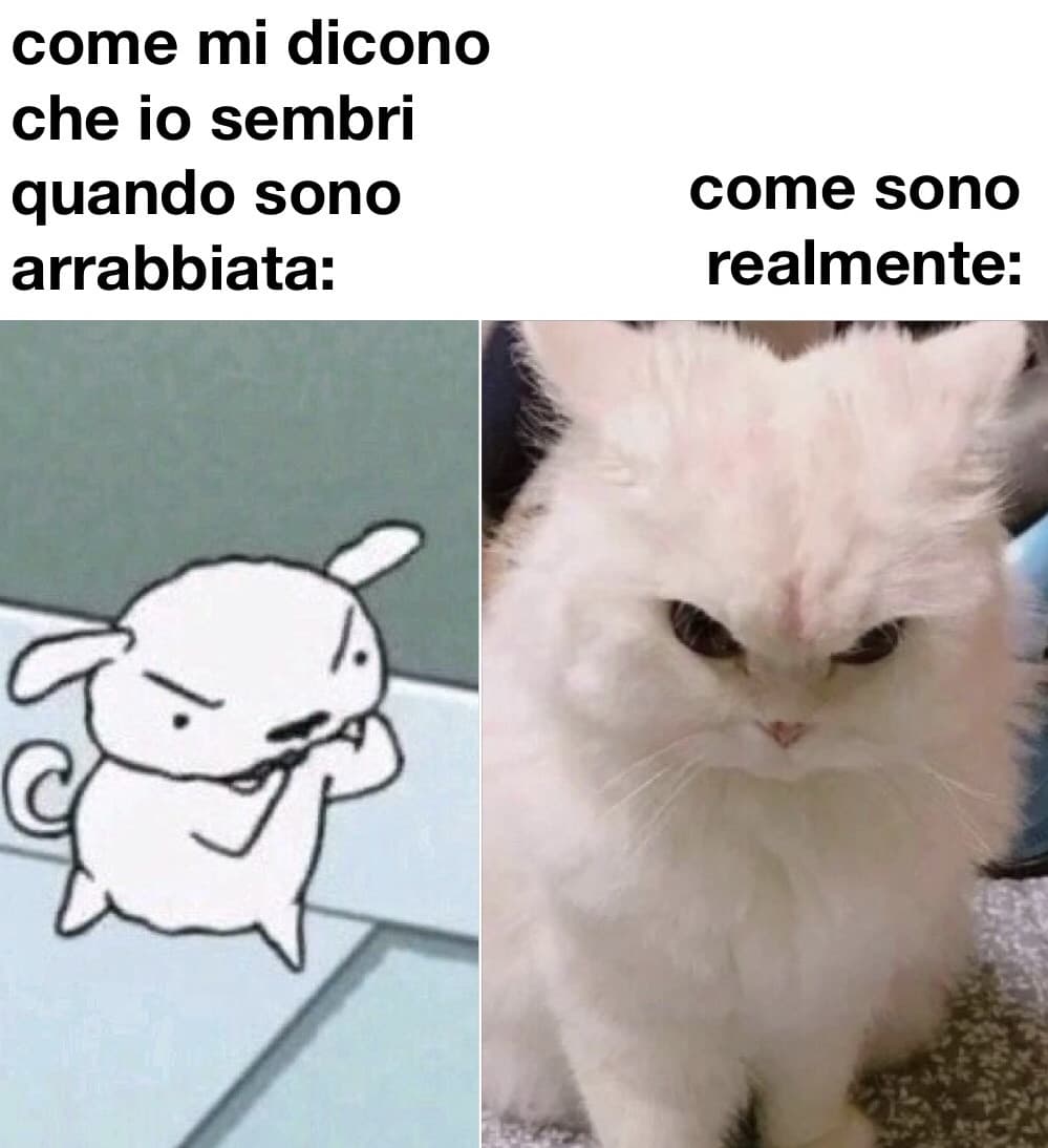 cioè insomma perché il gatto è reale, no???????