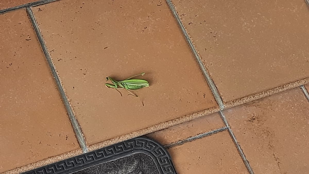 Il mio gatto ha appena ucciso una mantide enorme 