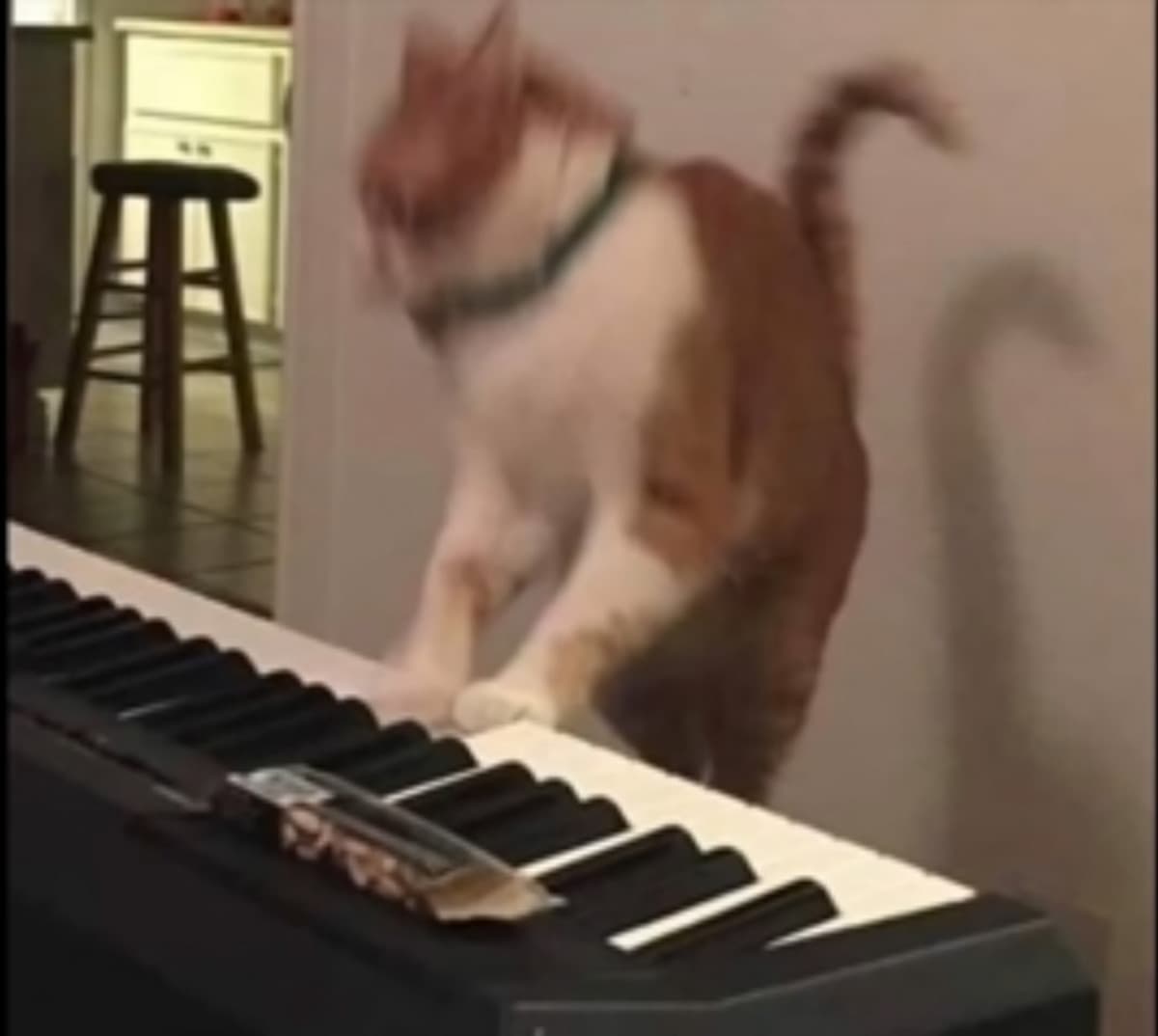 Ludwig cat Beethoven