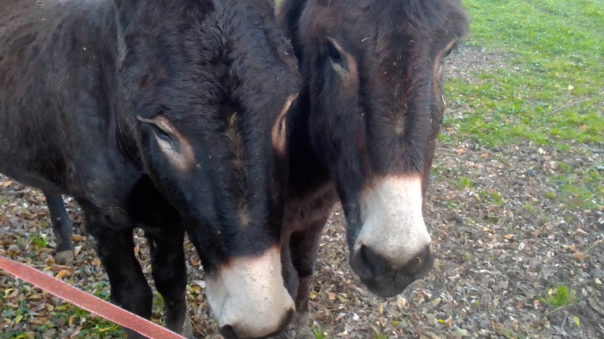 I miei due amichetti. Lino e Luna ahahhaha