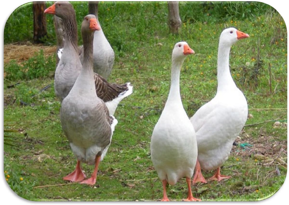 Oggi al parco ho incontrato un gruppo di ragazze. Eccole: