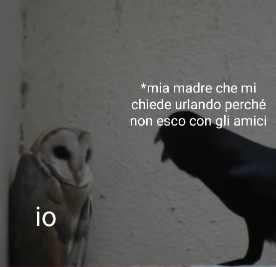 Belli i meme con gli uccelli fatti da me