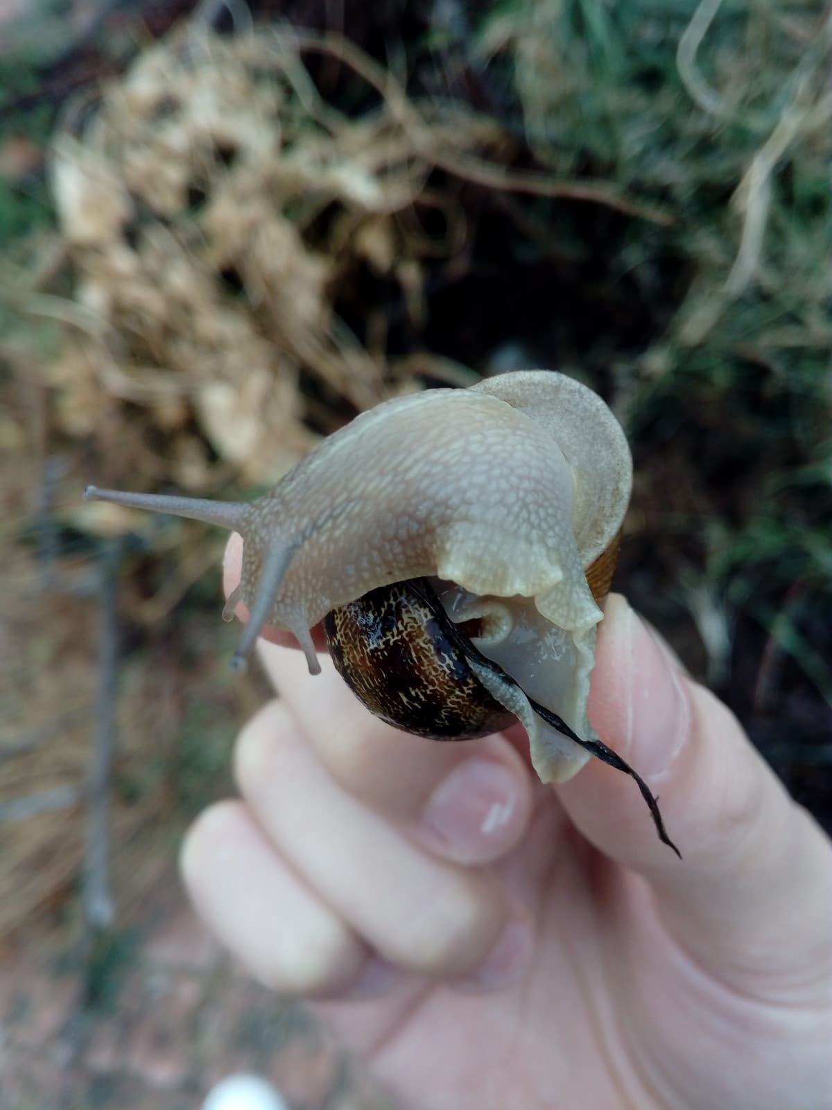 La lumaca Matilda vi saluta