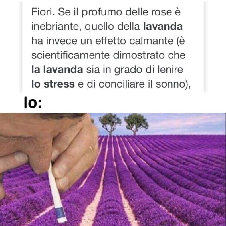 Tutti a sniffare lavanda