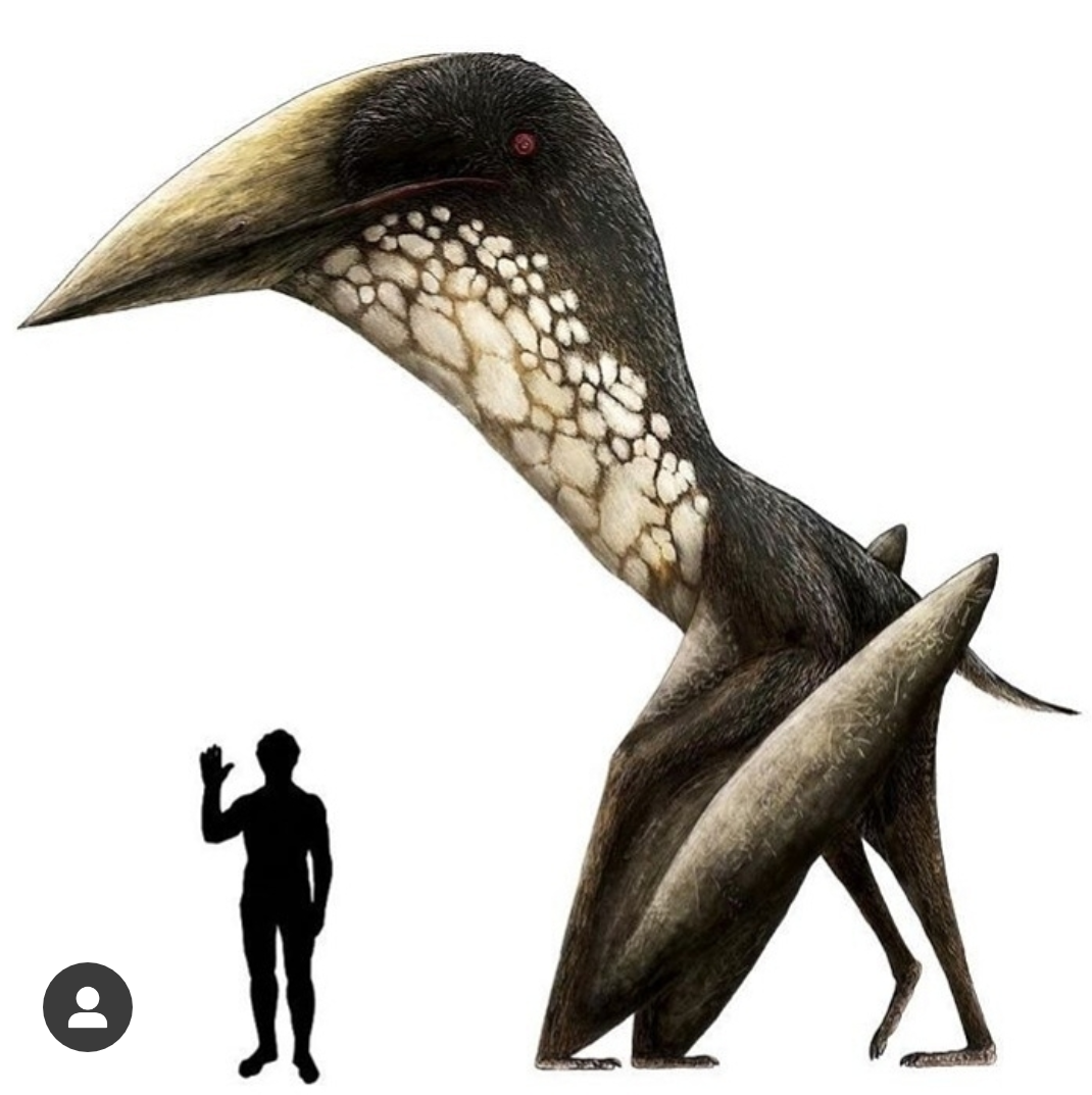 Rubrica sui dinosauri, Hatzegopteryx 