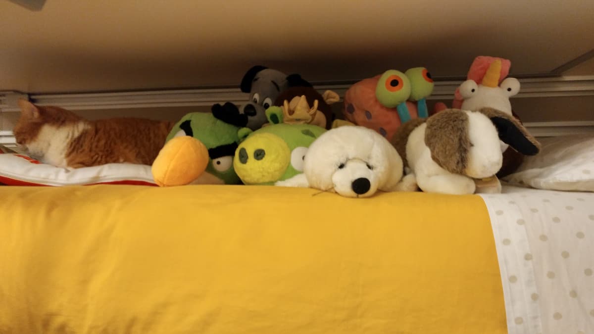 L'ho vista perchè miagolava, sennò la scambiavo per un peluche hahaha