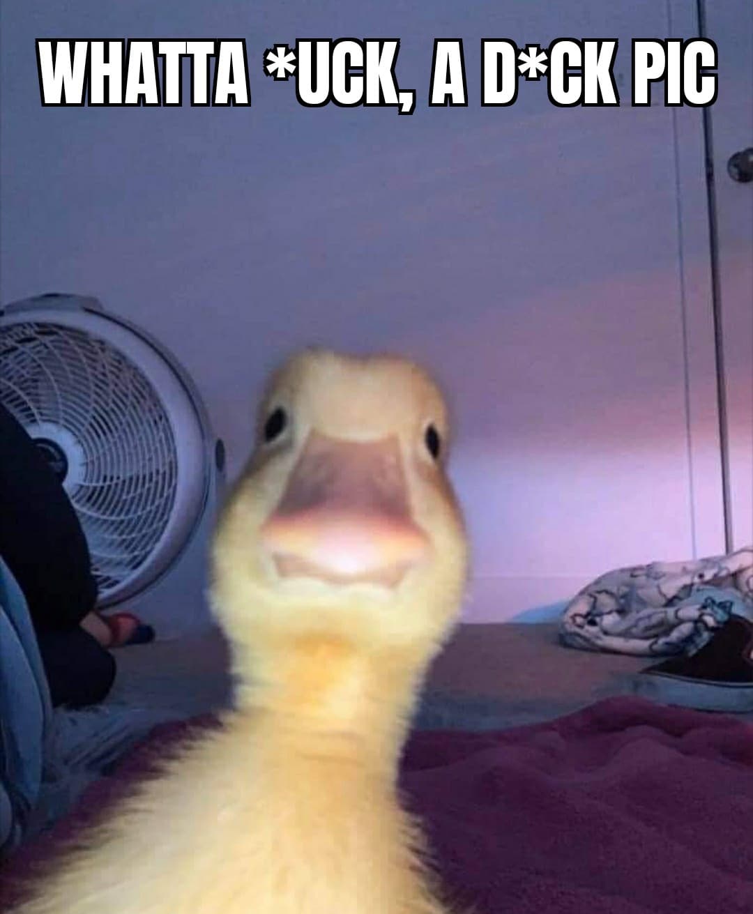 Duck ?