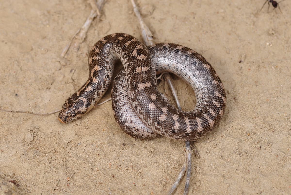 Eryx jaculus, boa delle sabbie