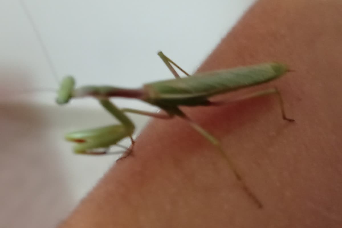 Vi presento Mantis