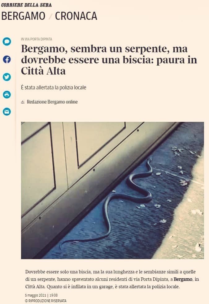 Mm... quindi è una biscia ho un serpente? 