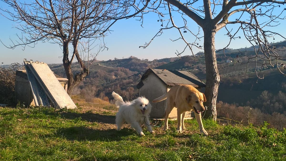 Vi piacciono gli animali? ?