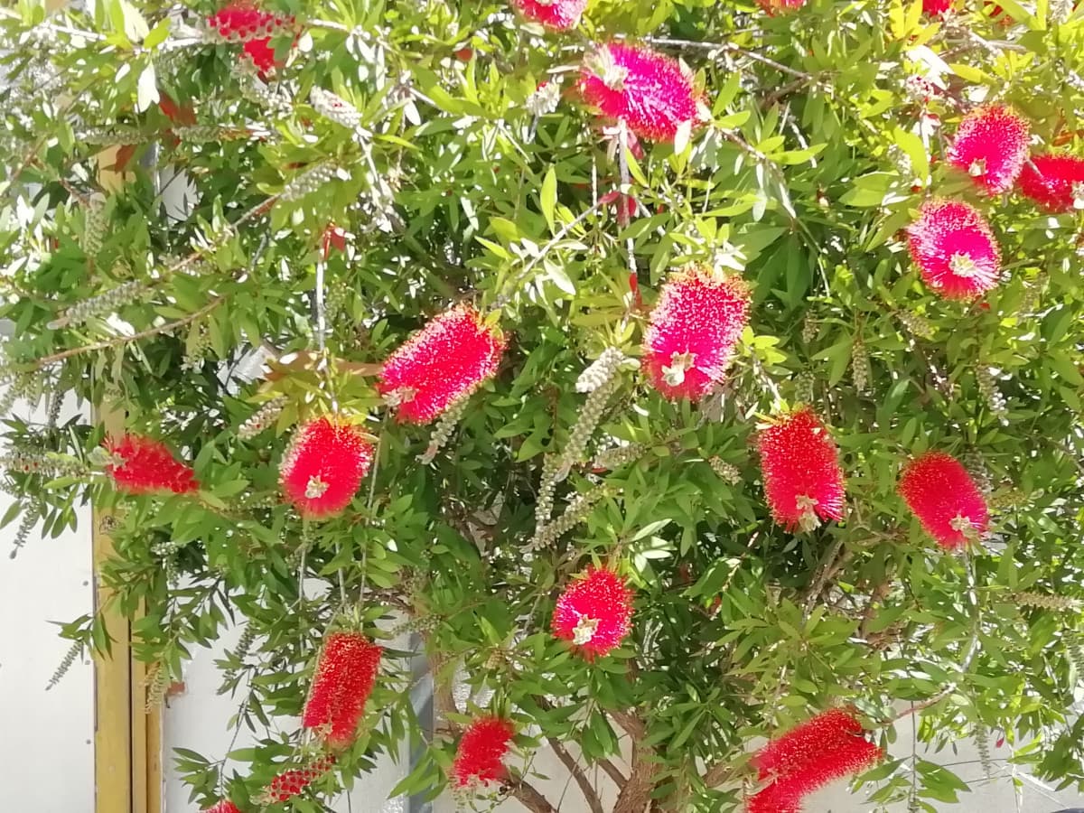 Fiori ?