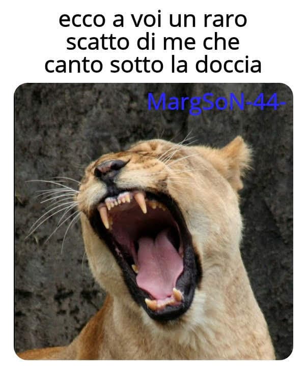 Ciao, questo è un meme