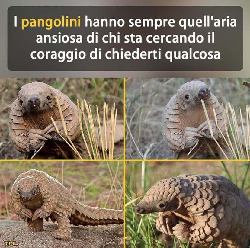 sono un pangolino????