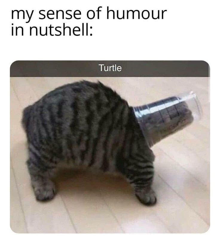 Turtle 