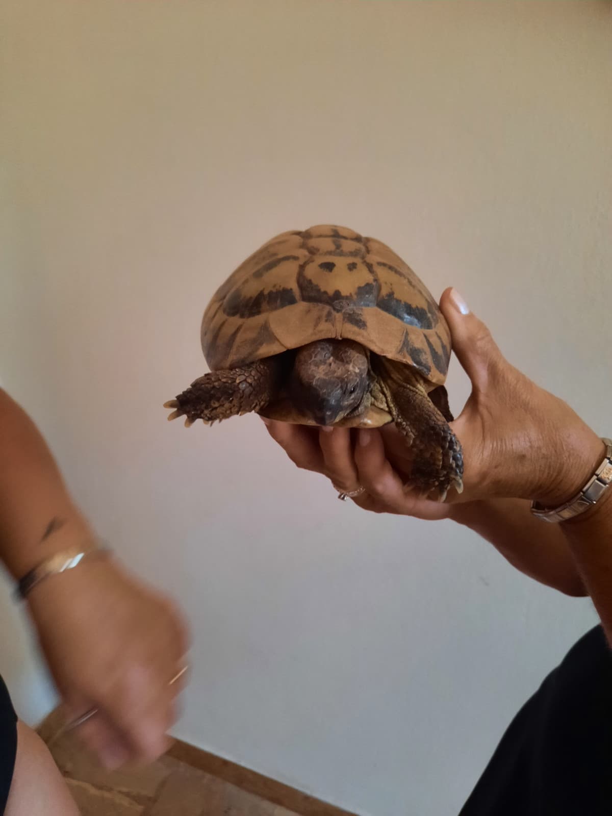 AHAHAHAHAAH questa merita. mia zia era in giardino a prendere l'uva quando torna con una tartaruga. pazzesco, ci sono pure selvatiche qui