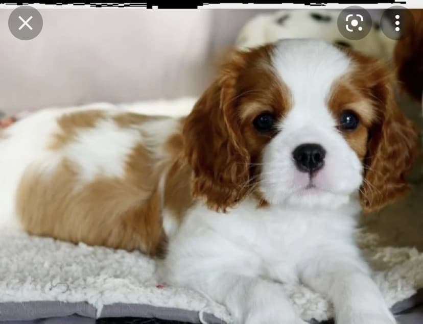 qualcuno che si offre a comprarmi un cavalier king? CIOÈ GUARDATE CHE CARINOOO