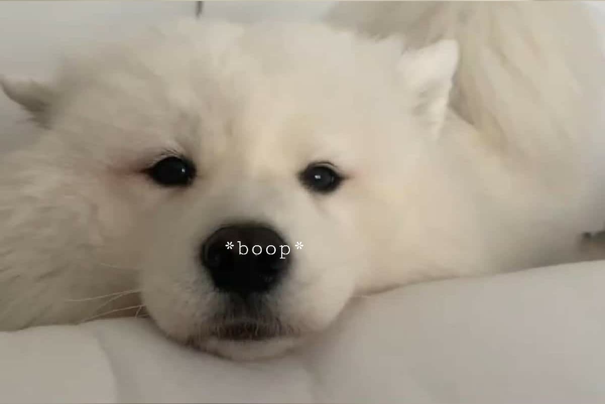 You just got booped! ∪･ｪ･∪