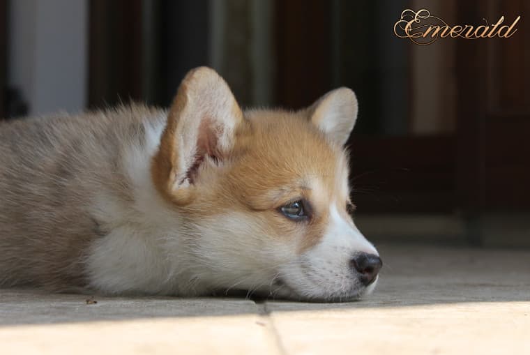 Per riprendervi ecco un piccolo corgi