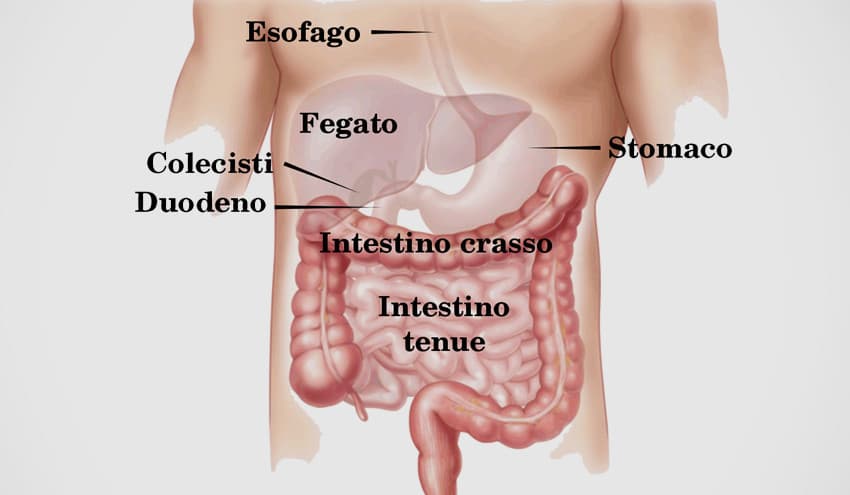 Il viaggio del feto dallo stomaco all'uretra