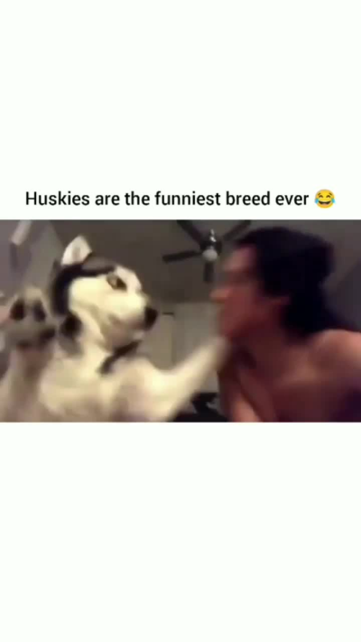 Qualcuno:"Perché ti piacciono gli husky?"
Io: