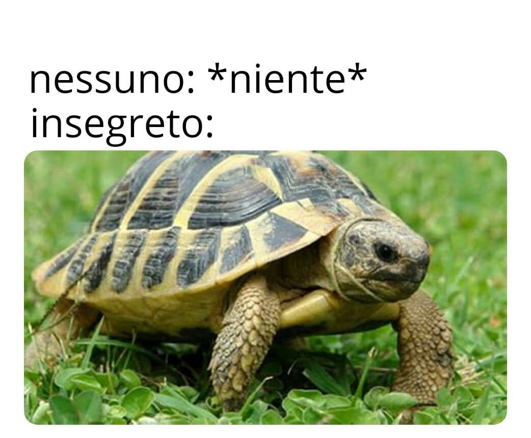 Credo di non aver capito 