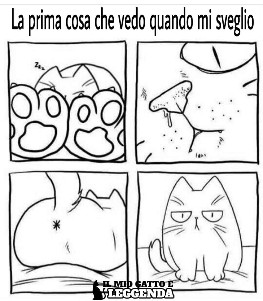 Vita da gatto matto?