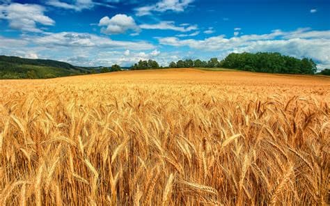 Mi aiuti a mietere il grano?