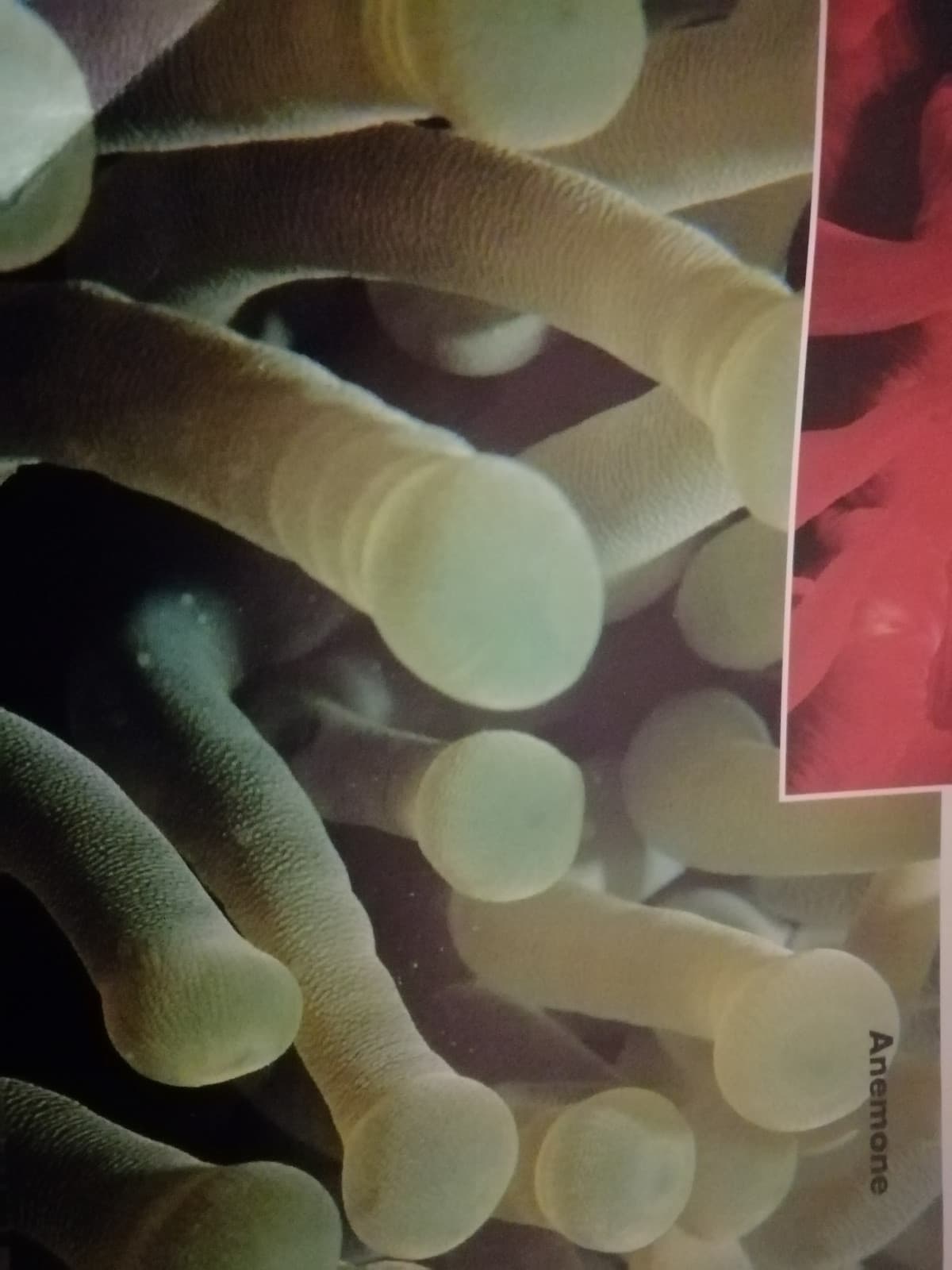 Su questo libro (Animali dalla a alla z), ho trovato questi anemoni...