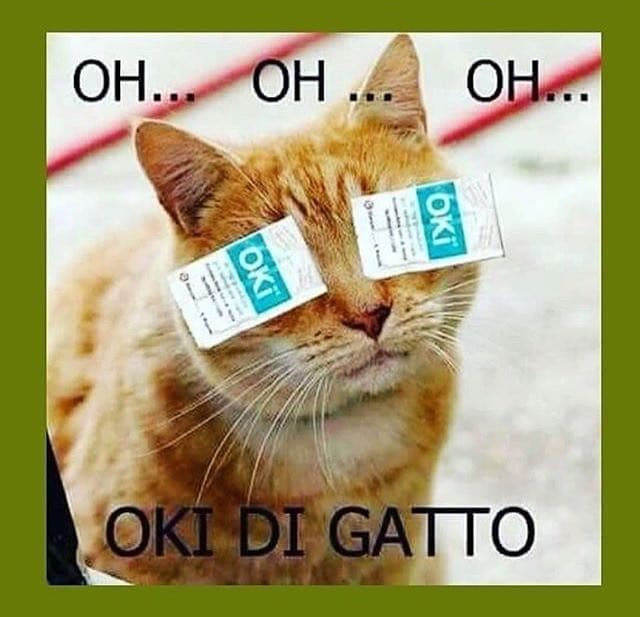 Oki di gatto??