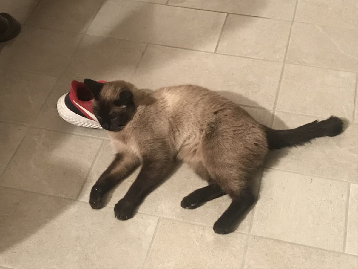 Vado a dormire, vi lascio con il gatto di mia nonna che dorme sulle scarpe???