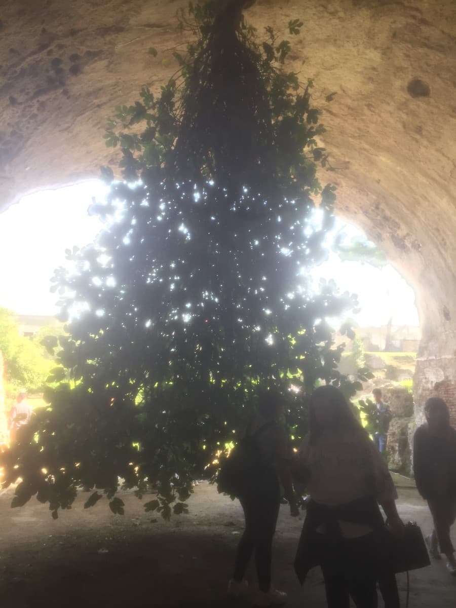 Oggi ho fatto la passeggiata secsi da solo agli scavi e ci sta l’albero quello secsi cresciuto al contrarioh