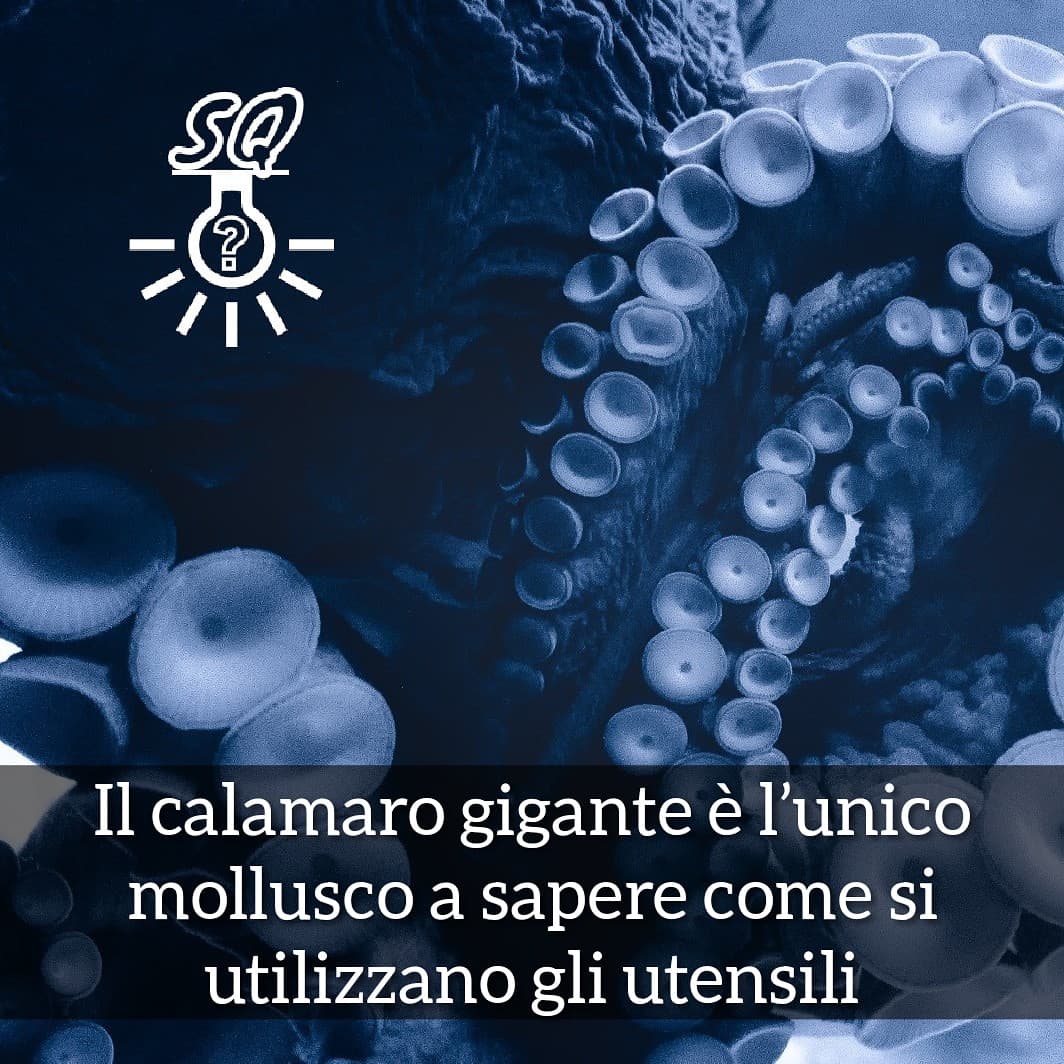 #curiosità