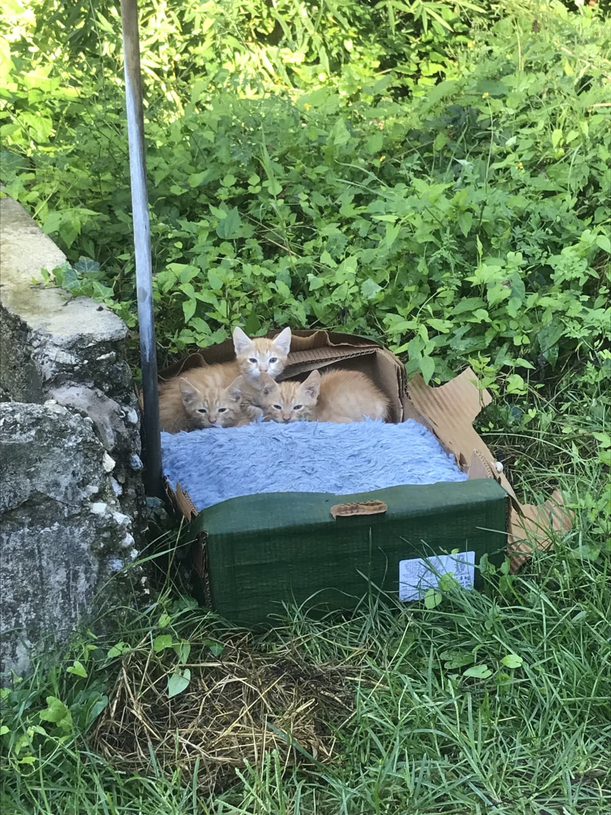 Ho da smerciare tre gattini che hanno abbandonato in corte con tanto di gatta. Bello.