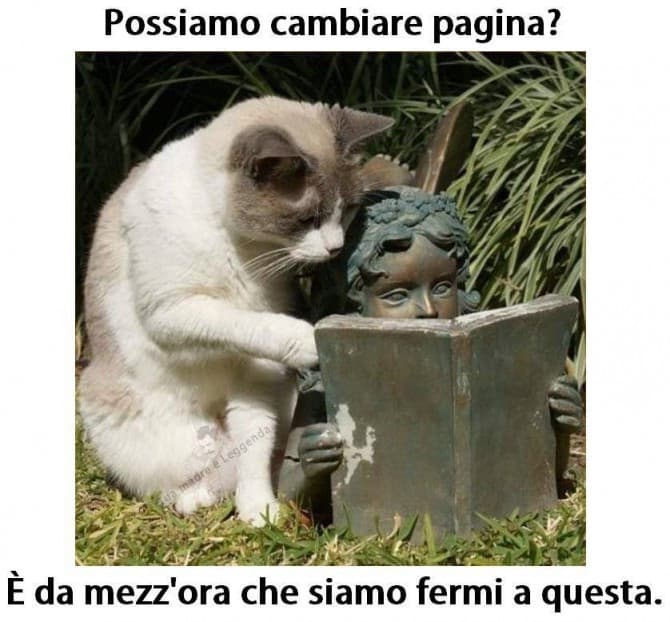 Anche i gatti amano leggere