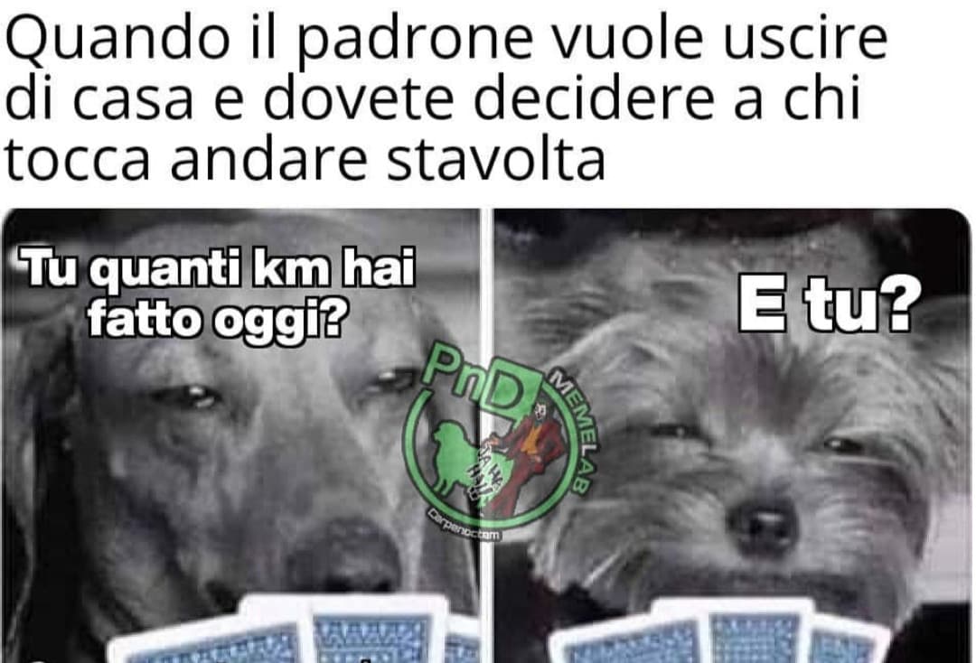 Poveri cani??