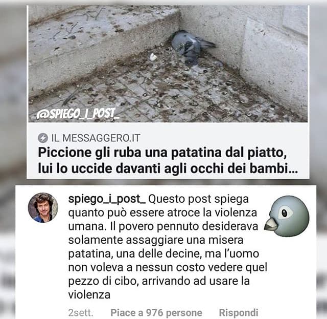 rip piccione