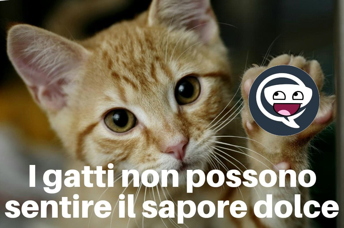 Qual è il vostro animale preferito?