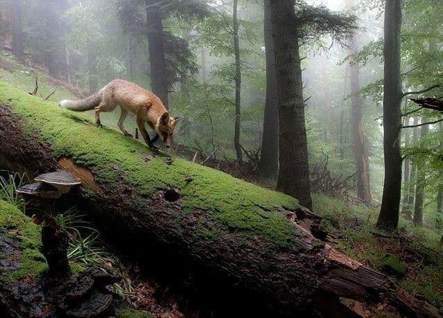 L'altro ieri ho beccato una volpe passando dal bosco,andando dai miei nonni!