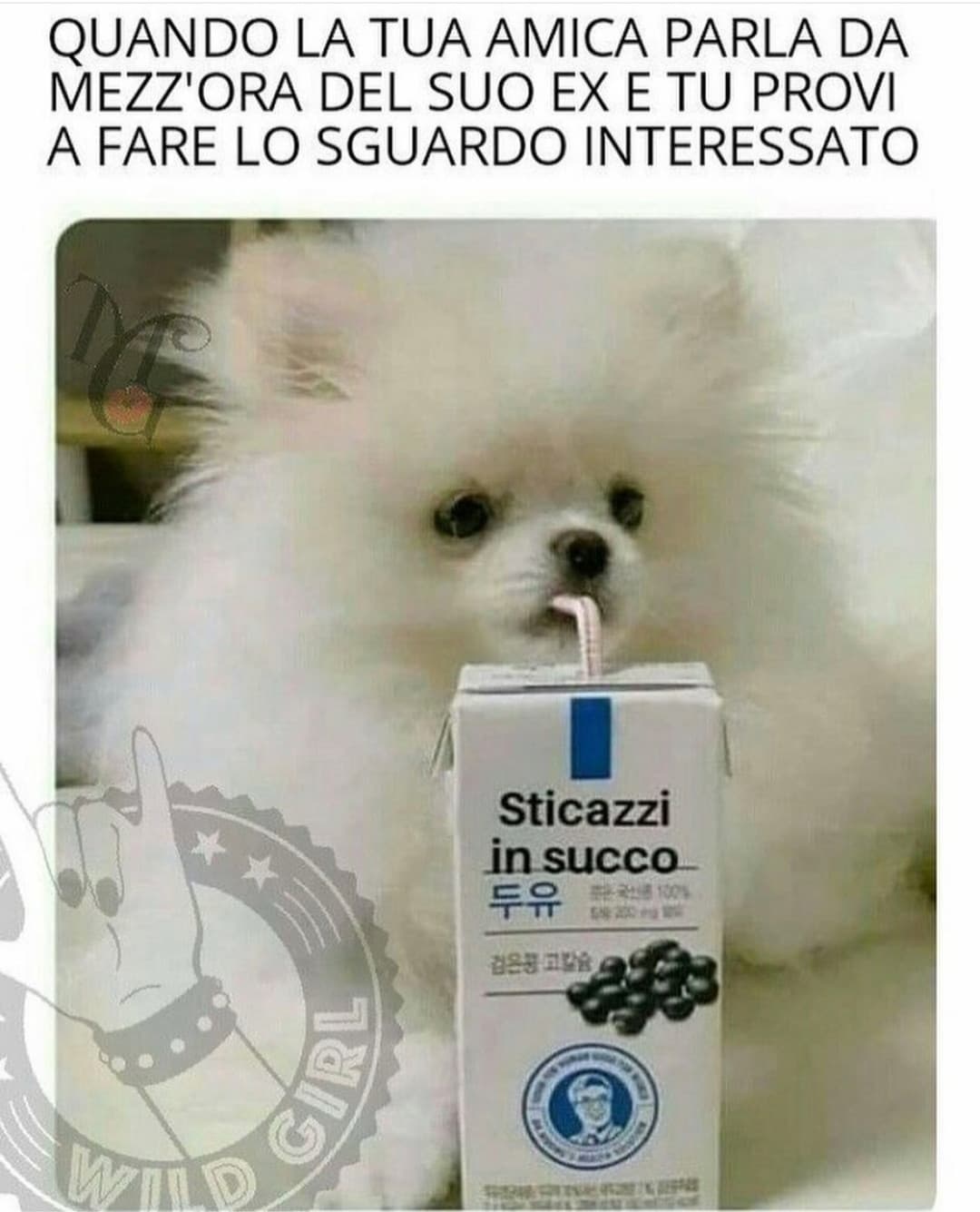 Adoro la faccia di questo cane